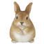 Statue chubby lapin debout
