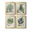 Collection Ferns I - ensemble de 4 peintures sur toile encadrées-528512148-528512147