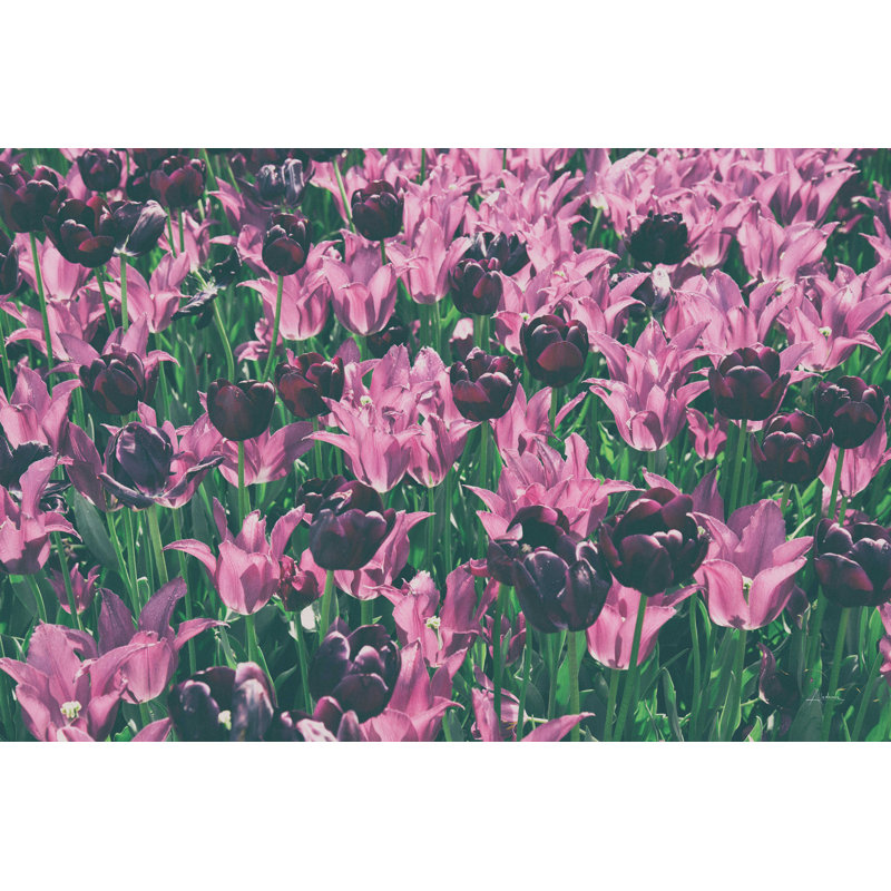 " Tulip Botanical ", 8" H x 12" W, No, Wrapped Canvas