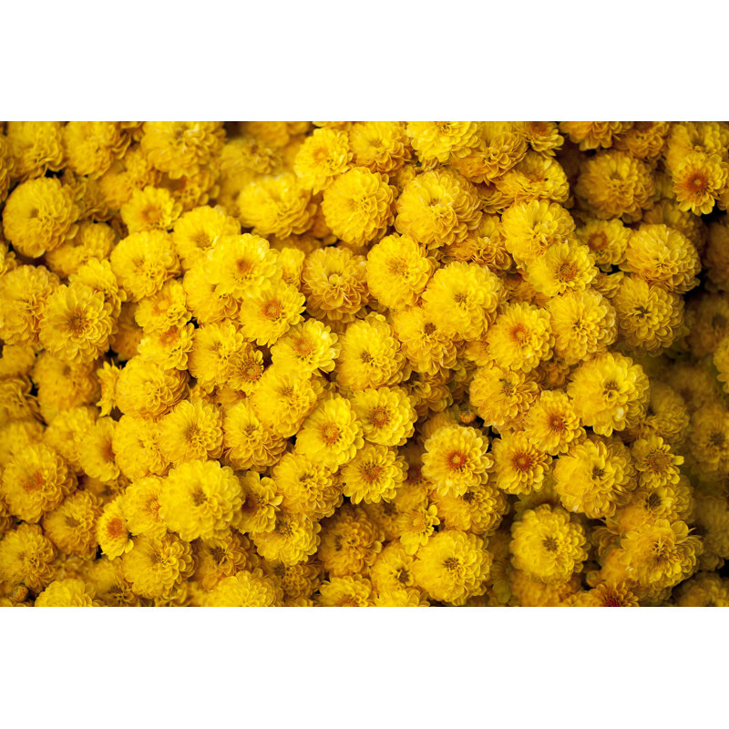 Yellow Chrysanthemum - Photographie sur toile tendue, H 8 po x l 12 po
