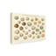 «Song Bird Egg Chart v2», reproduction d'impression sur toile tendue-33426132