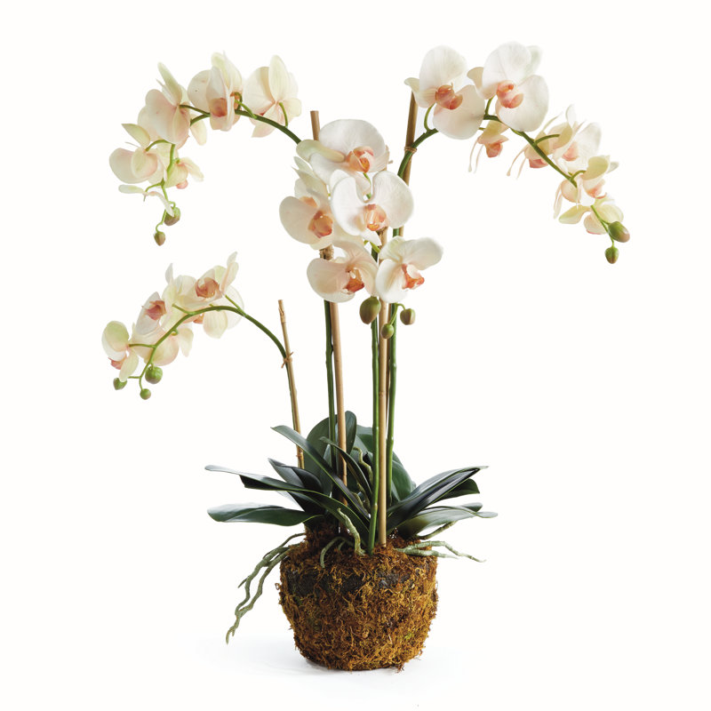 OrchidÃ©e rose pÃ¢le Stiles, cultivÃ©e Ã  la main, avec motte