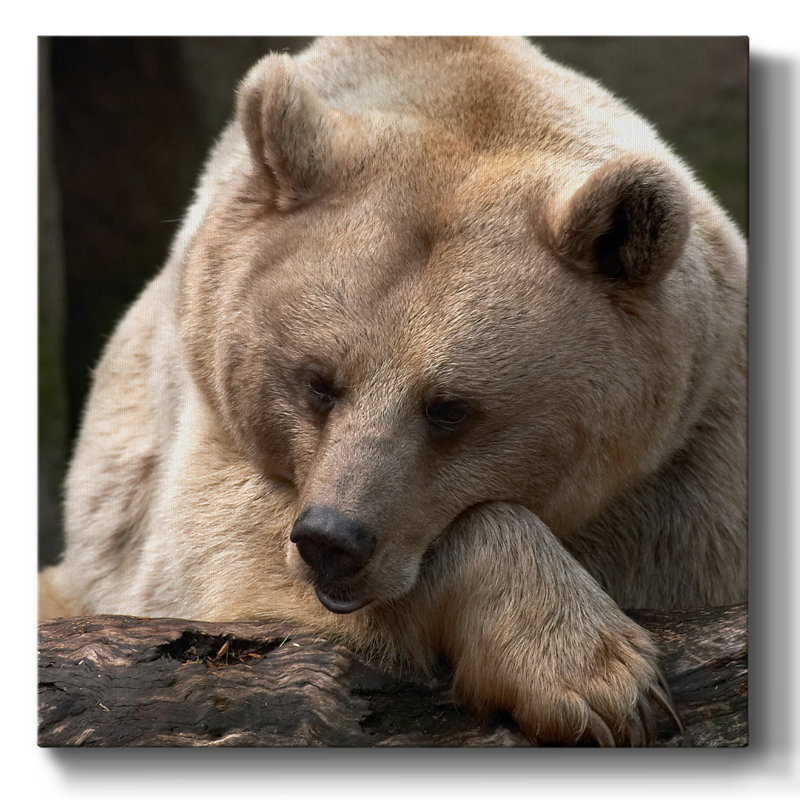 Bear Toughts, H 16 po x l 16 po x P 1,5 po