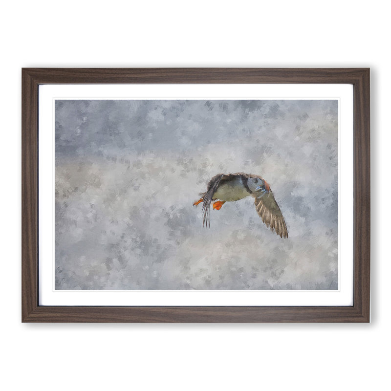 Atlantic Puffin Birds Vol.5 - Picture Frame Graphic Art, Walnut Framed, 27cm H x 36cm W x 2cm D