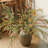 Dahlia Arrangement-1123249704
