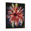 Dahlia - Wrapped Canvas Painting