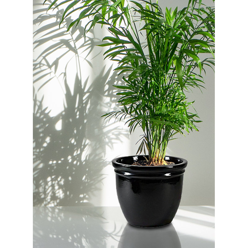 Pot à fleurs en céramique Darende, H 8,75 po x l 10,5 po x P 10,5 po