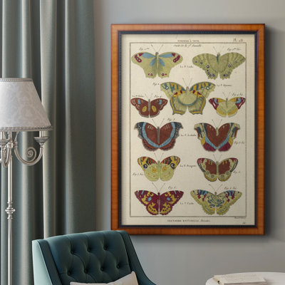 " Histoire Naturelle Butterflies V "