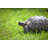 Tortoise On Green Grass by Selimaksan - No Frame Art Prints on Canvas-1174336924
