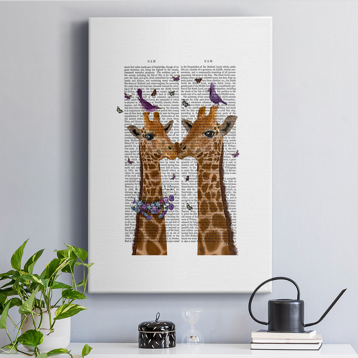 giraffes kissing