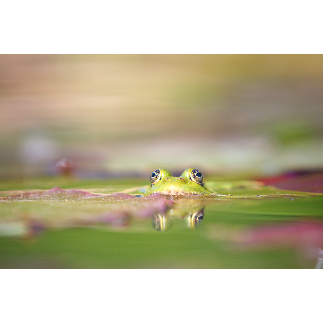 Grüner Frosch von Rike - Leinwandbild