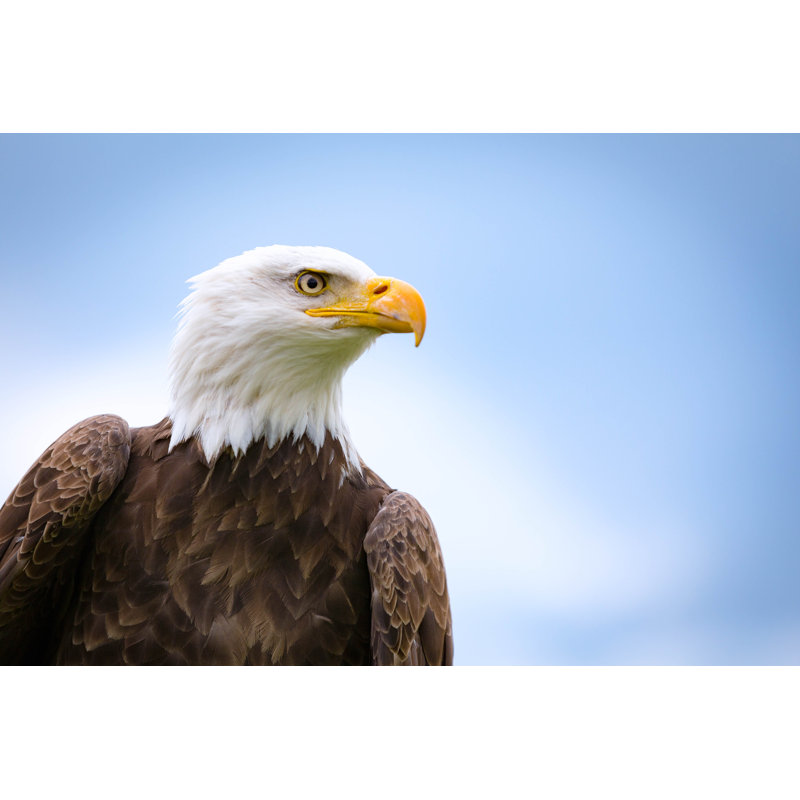 Bientot aigle par Emranashraf - Photographie sur toile tendue, L 12 po x H 8 po