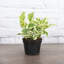 Live Pearls and Jade Pothos Plant