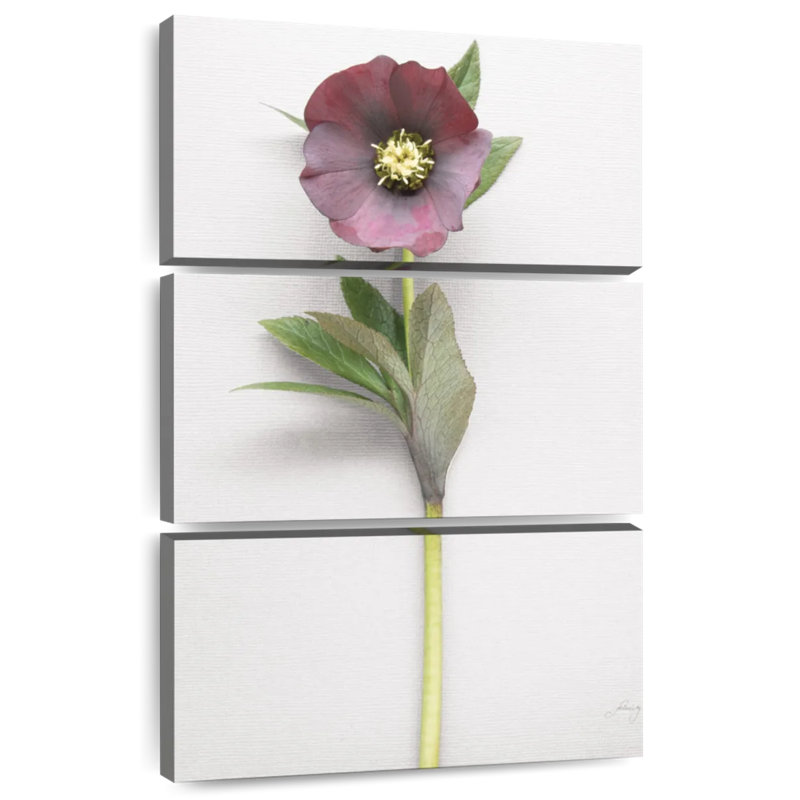 Harnek Hellebore Study II, H 32 po x l 20 po