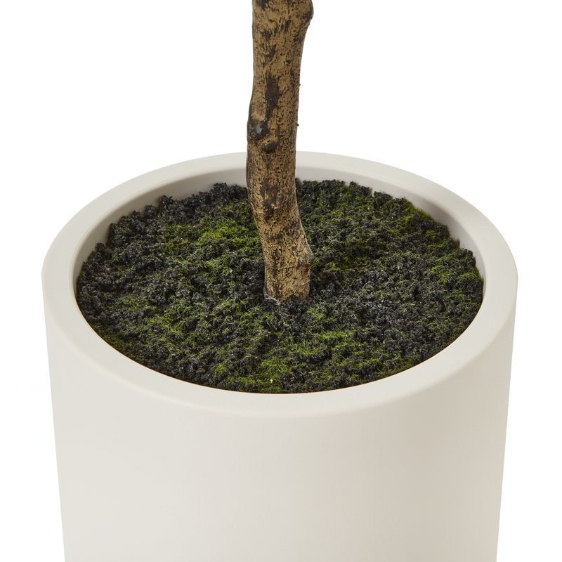 Andaiye 180cm Plant in Pot