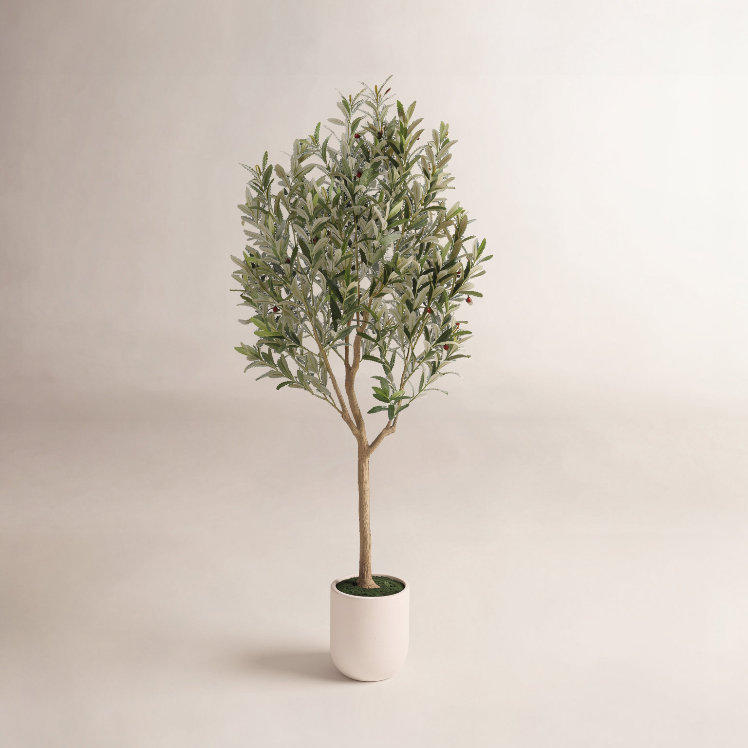 Ashwell Olive Plant in Pot, 73" H x 33" W x 33" D