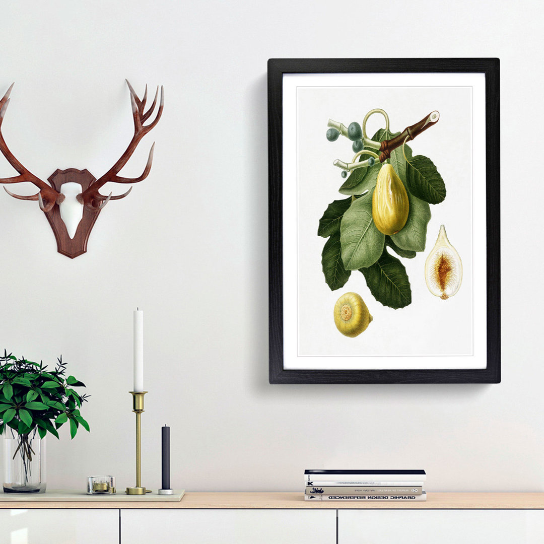 A Common Fig Tree by Giorgio Gallesio - Framed Print