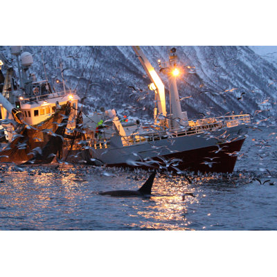 Killer Whale - Wrapped Canvas Photograph