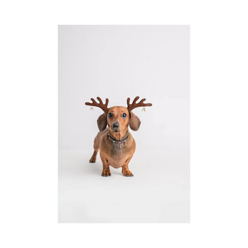 Frankie by Rachael Hale - Print on Canvas, Wrapped Canvas, 66.04 cm H x 45.72 cm W x 1.91 cm D