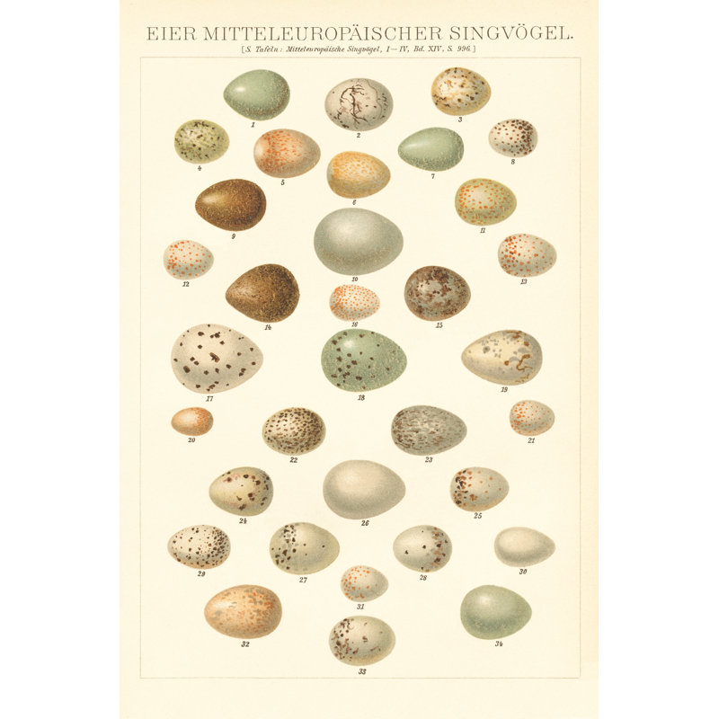 Songbird Egg Chart by Wild Apple Portfolio - Wrapped Canvas Print, 76cm H x 51cm W x 3.8cm D