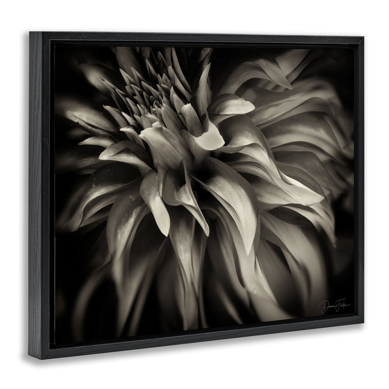 «Dark Curling Chrysanthemum Floater», art mural sur toile par Dennis Frates, H 25 po x l 31 po, Cadre flottant noir de jais