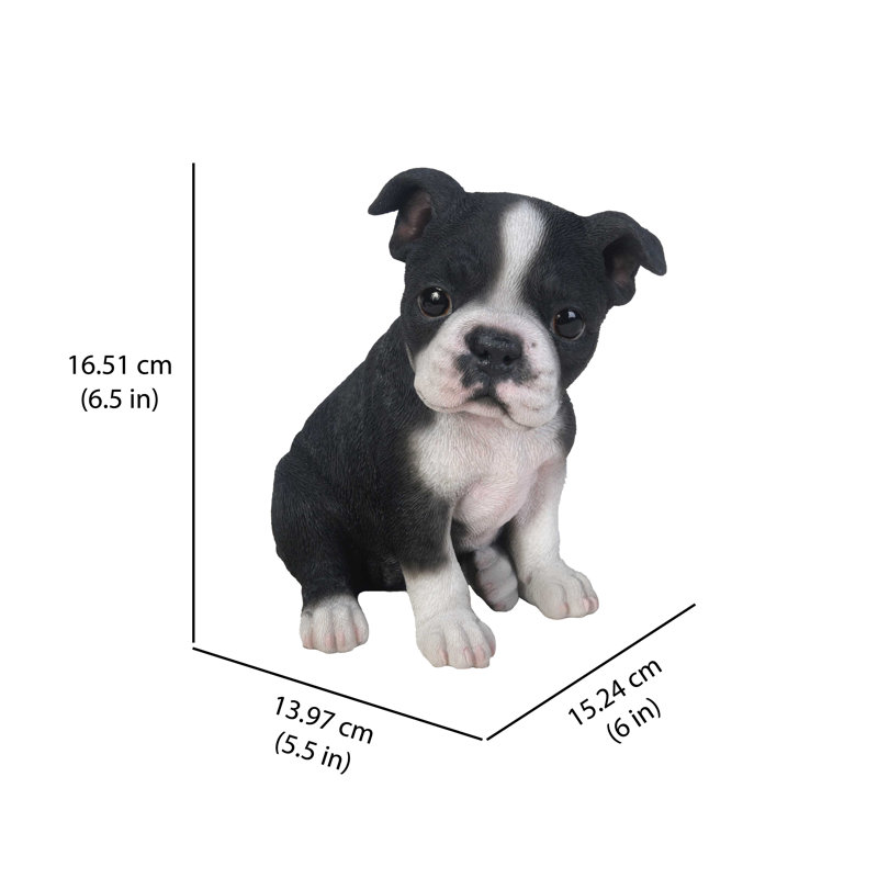 Statut chiot boston terrier assis