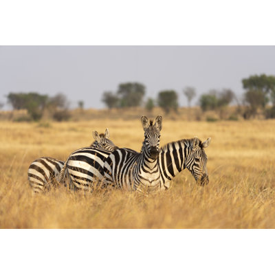 Taunton Three Zebras Grazing by Cavan Images - No Frame Print on Canvas