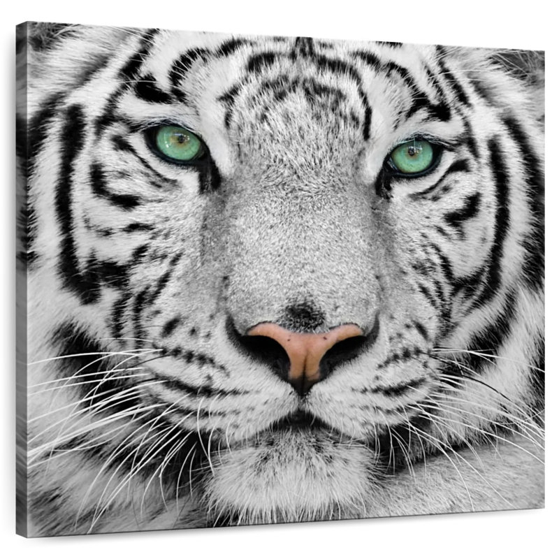 Tigre blanc aux yeux verts Brampt, H 24 po x l 24 po