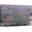 Mauve champ de lavande - impression sur toile tendue-100893930-56335092