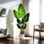 160cm Faux Bird Of Paradise Plant