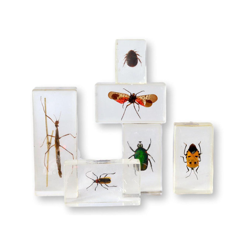 Entomologie, science occupée, échantillons