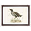 Common Moorhen by Von Wright - Picture Frame Painting Print-55510400-55510403