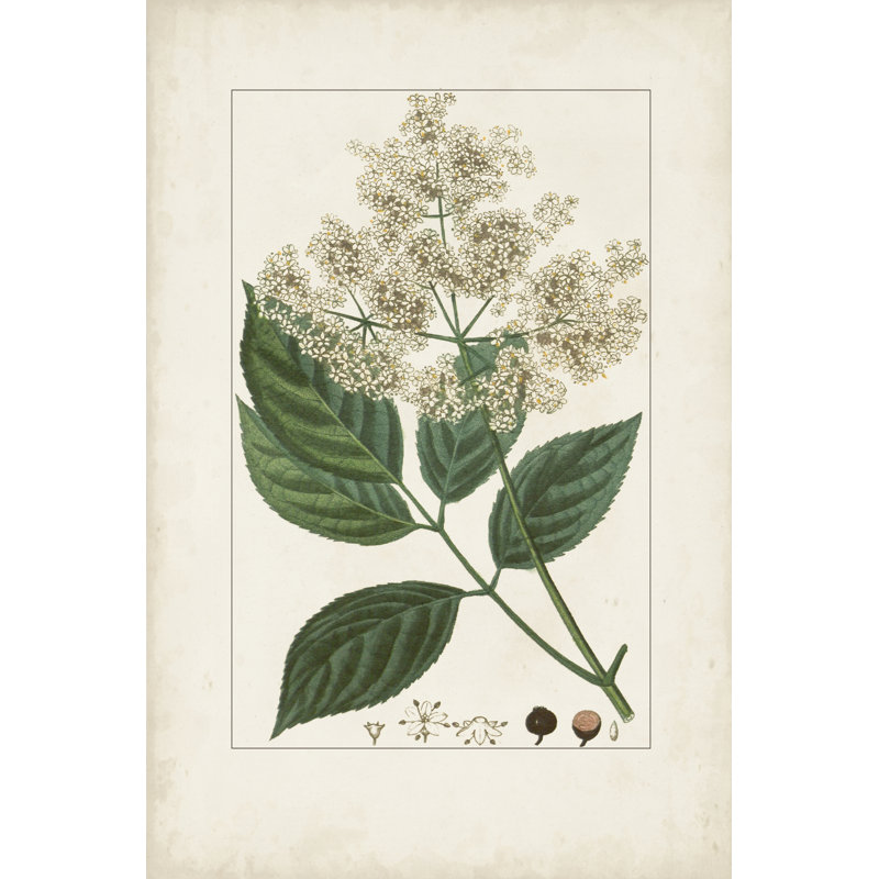 Antique Turpin Botanical V by Turpin - Print on Canvas, 30 cm H x 20 cm W, Wrapped Canvas