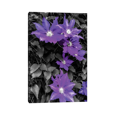 Purple And Grey Clematis by Heidi Bannon - Wrapped Canvas Print