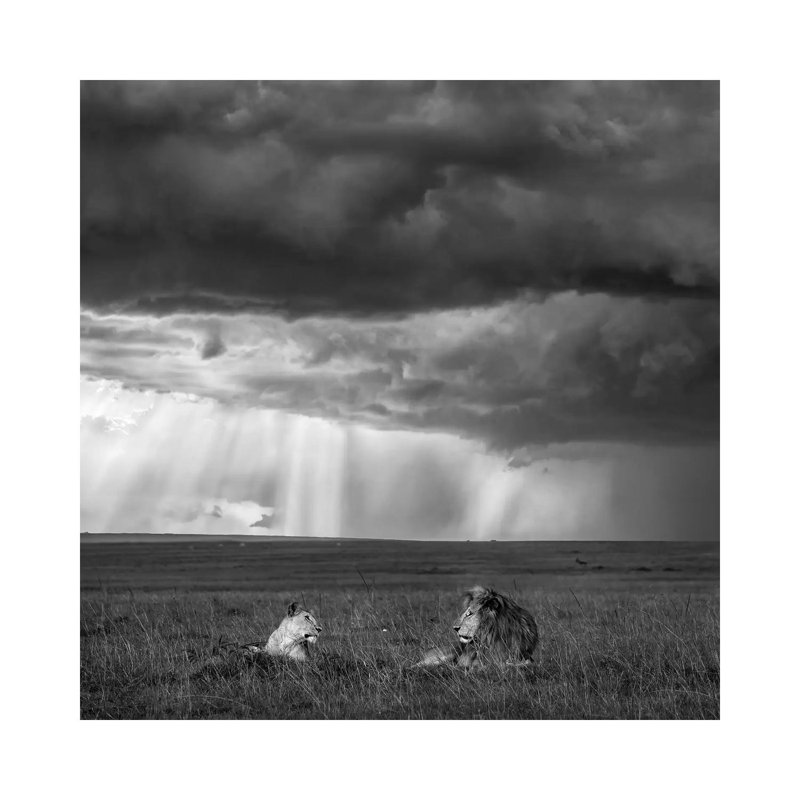 Valentine by John Fan - Wrapped Canvas Print, 30.48 cm H x 30.48 cm W