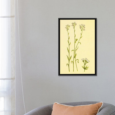 " Smooth Rock Cress " by PI Collection
