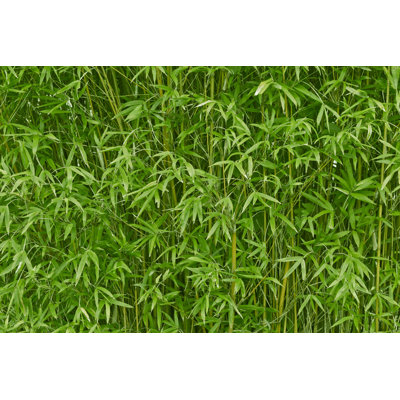 Nature fond - photographie sur toile tendue