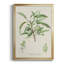 Amande antique botanique III-88436830-88436834
