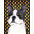 Boston Terrier (Grey and White)