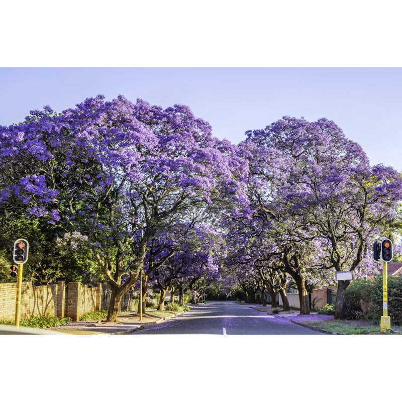 Jacaranda Trees by Thegift777, 24" H x 36" W