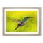 Hummingbird in Costa Rica - Picture Frame Painting Print-56711965-56711962