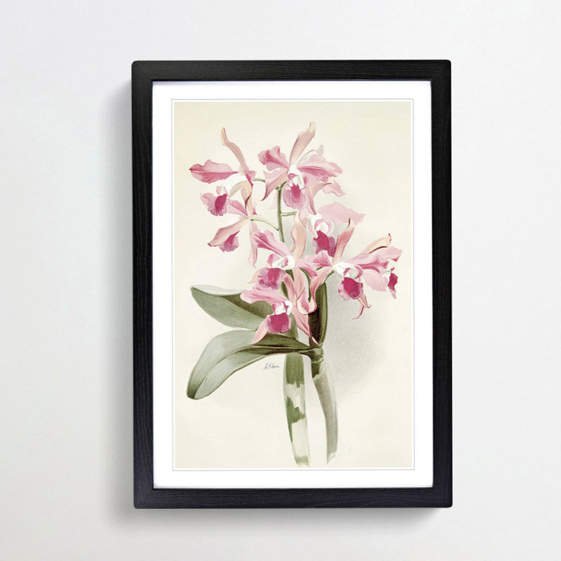 Magnolia Flowers Illustration Tab. 20 by Frederick Sander - Picture Frame Painting Print, Black, 76cm H x 50cm W x 2cm D