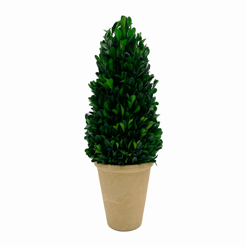 Paire de plantes topiaires coniques en pot de 16 po en pot