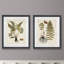Fougère Botanical IV-ensemble de 2 reproductions d’art sur papier encadrée-573384150