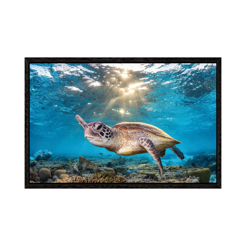 Swimming In The Golden Light by Jordan Robins - Print on Canvas, 66.04 cm H x 45.72 cm W, Black Framed