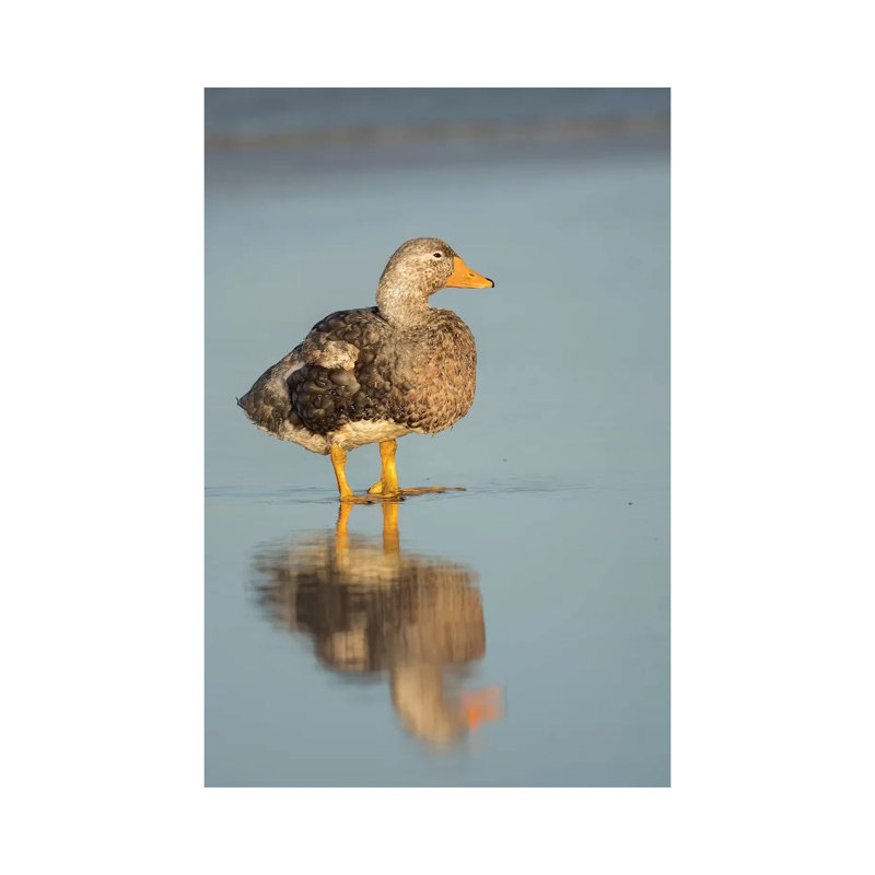 Male Falkland Flightless Steamer Duck, Falkland Islands by Martin Zwick - Wrapped Canvas Print, 20.32 cm H x 30.48 cm W