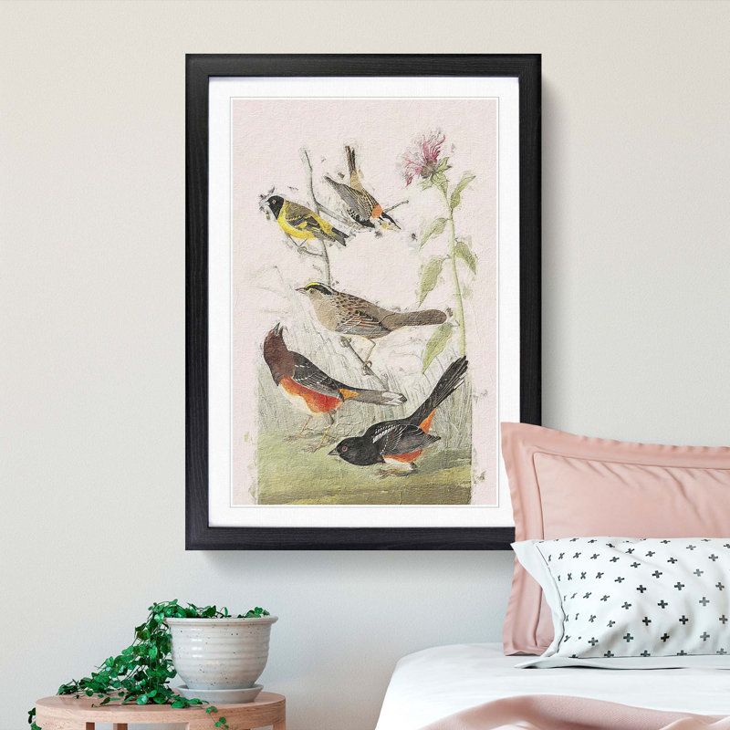 A Selection of Birds by John Audubon - Picture Frame Painting Print on Paper, Black Framed, 33cm H x 24cm W x 2cm D
