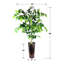 Arbre à fleurs en cuivre à motif 5 pieds Ficus