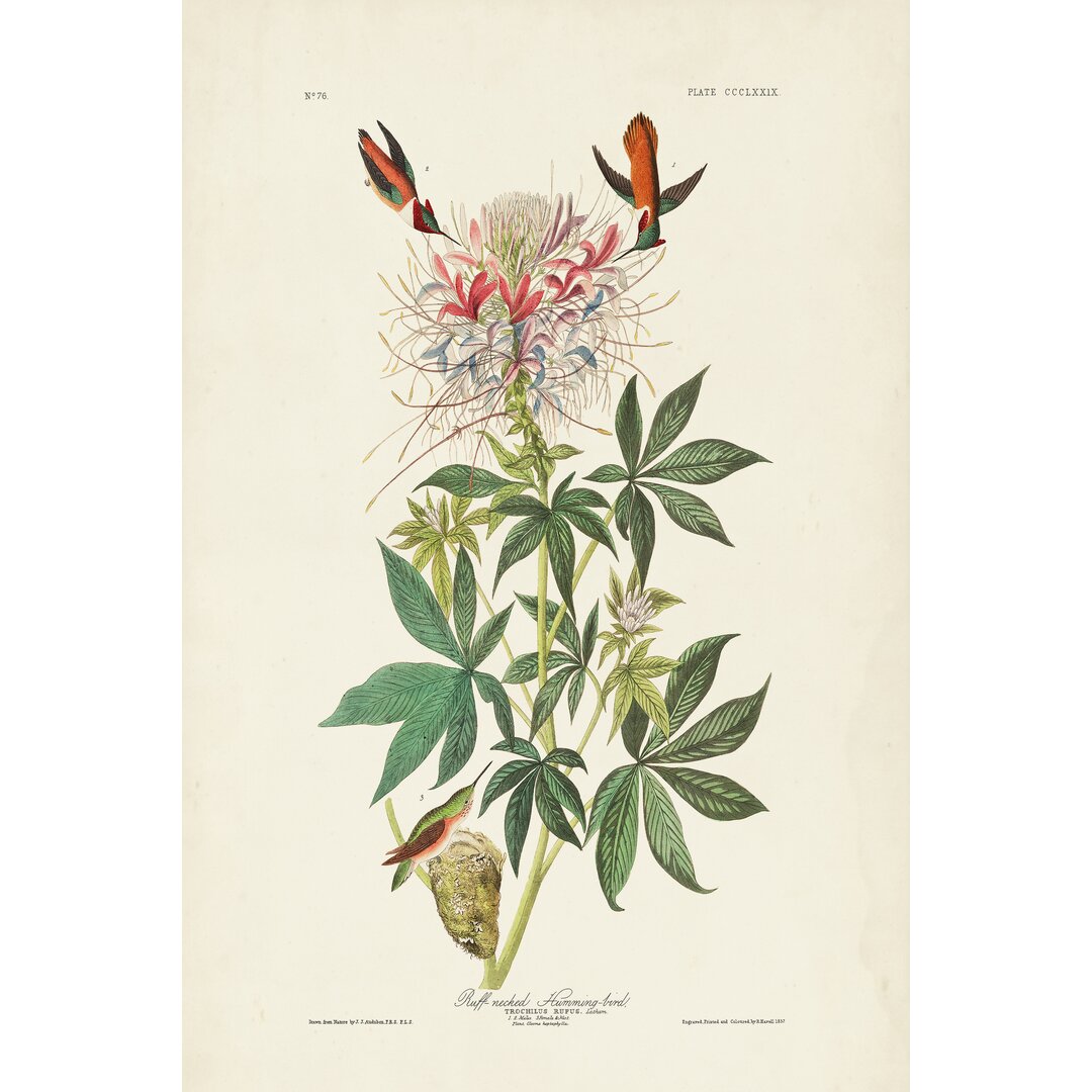 Leinwandbild Pl 379 Ruff-Necked Hummingbird von John Audubon