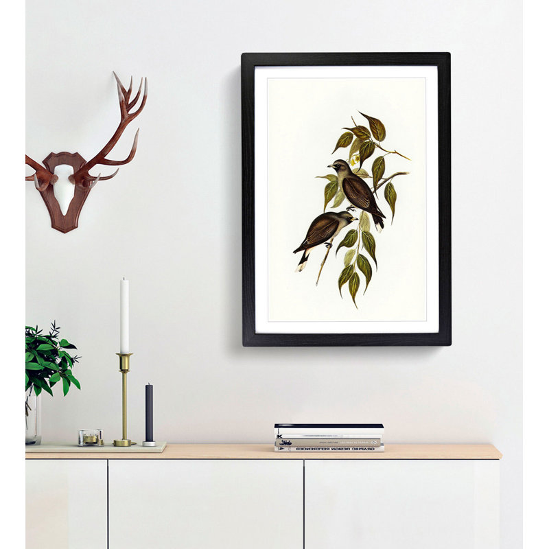 White-Vented Woodswallows by Elizabeth Gould - Picture Frame Painting Print, 36cm H x 27cm W x 2cm D, Black Framed